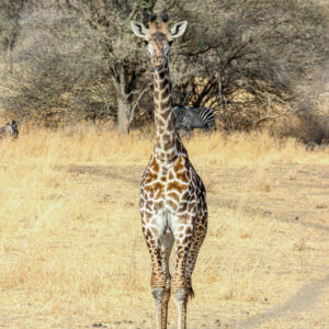 Beauty of wildlife by Camille Massida Photography